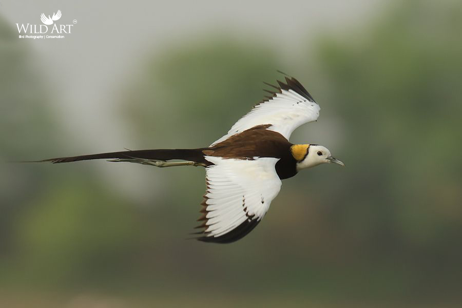 Pheasant-tailed Jacana