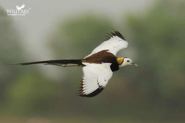 Pheasant-tailed Jacana
