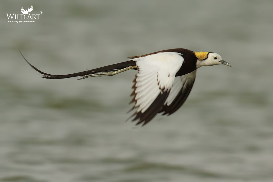 Pheasant-tailed Jacana