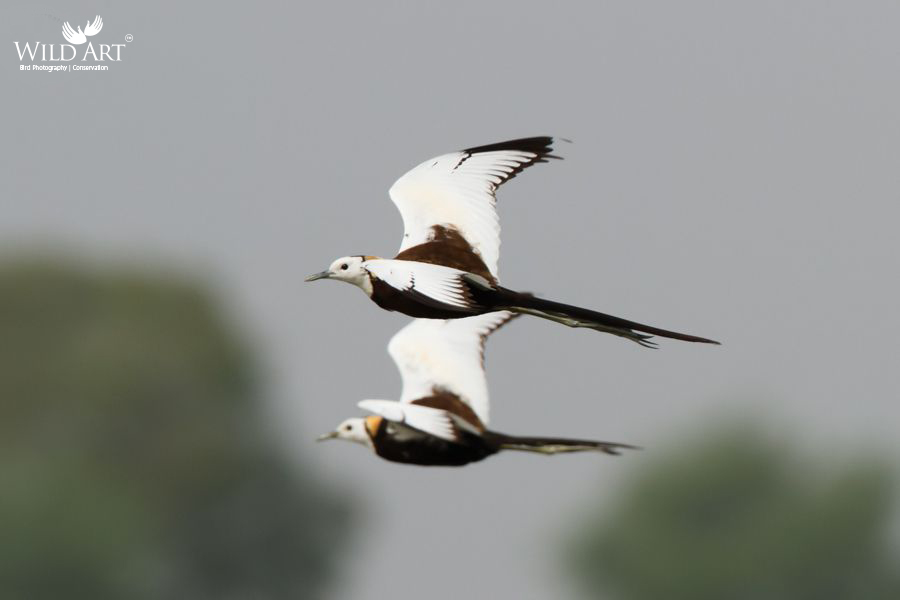 Pheasant-tailed Jacana