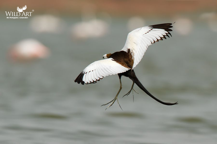 Pheasant-tailed Jacana