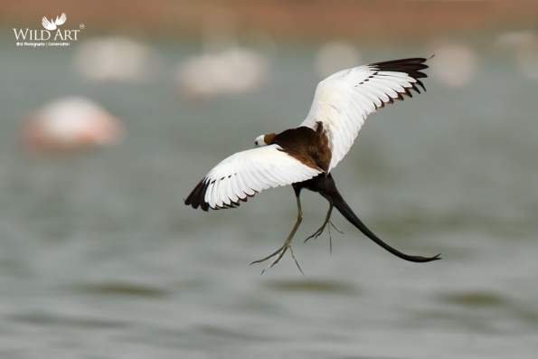 Jacanas (Jacanidae)