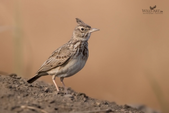 Larks (Alaudidae)