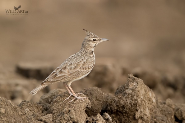 Larks (Alaudidae)