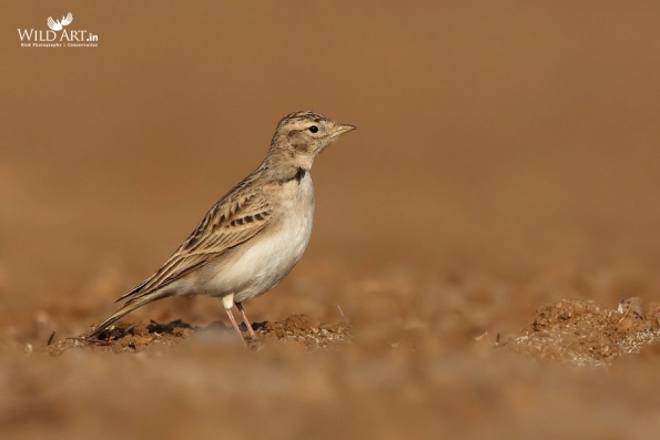 Greater Short-toed Lark