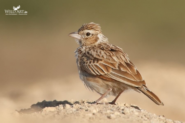 Larks (Alaudidae)