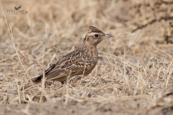Larks (Alaudidae)