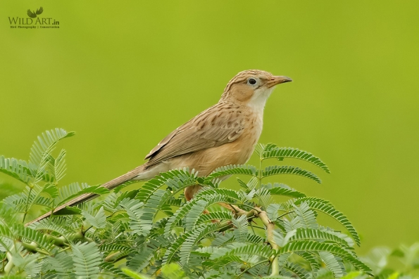 Laughingthrushes & Allies (Leiothrichidae)