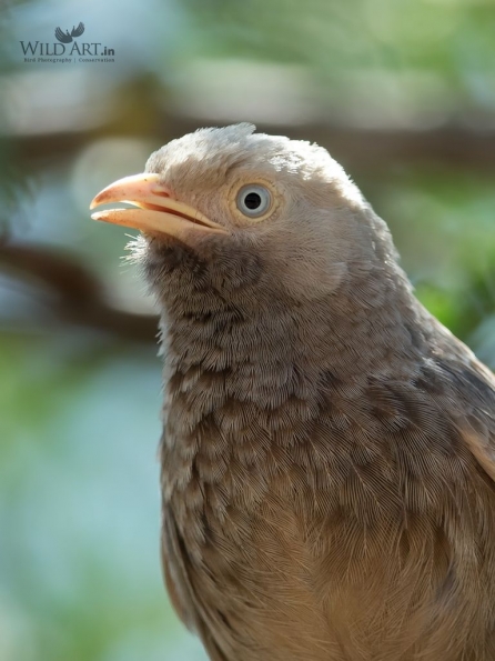 Laughingthrushes & Allies (Leiothrichidae)