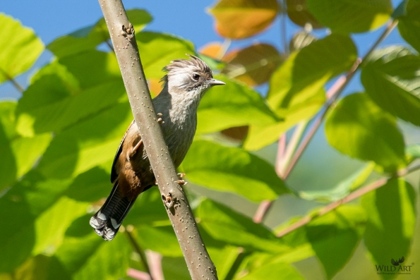 Laughingthrushes & Allies (Leiothrichidae)