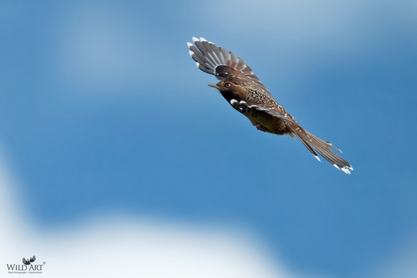 Laughingthrushes & Allies (Leiothrichidae)