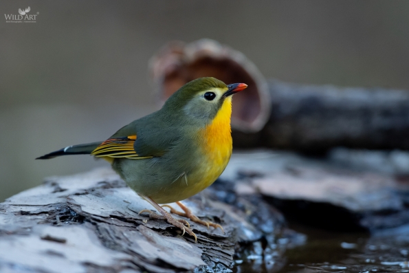 Laughingthrushes & Allies (Leiothrichidae)
