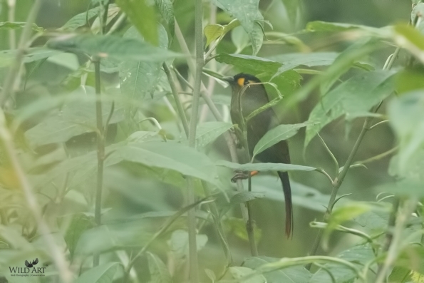 Laughingthrushes & Allies (Leiothrichidae)