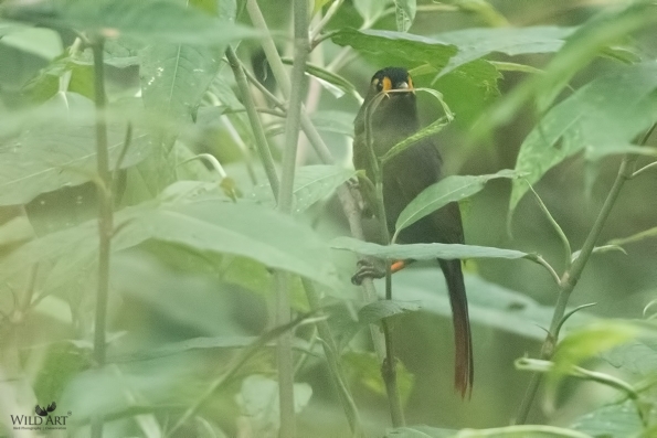 Laughingthrushes & Allies (Leiothrichidae)