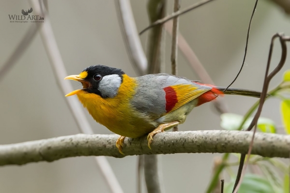 Laughingthrushes & Allies (Leiothrichidae)