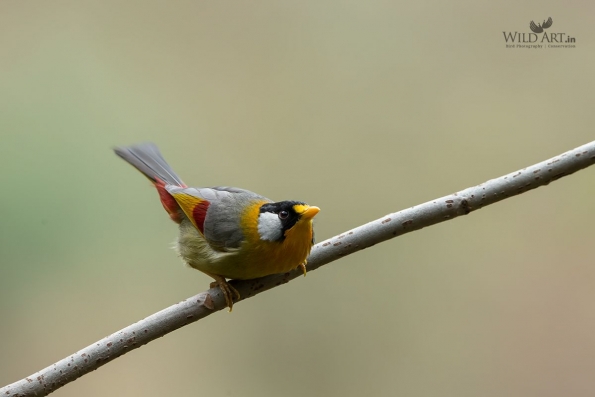 Laughingthrushes & Allies (Leiothrichidae)