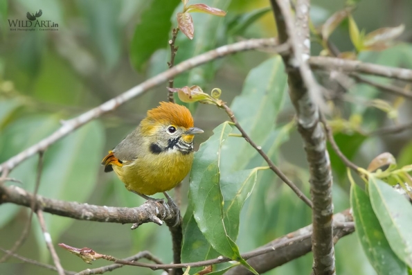 Laughingthrushes & Allies (Leiothrichidae)