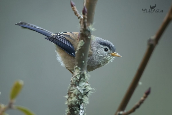 Laughingthrushes & Allies (Leiothrichidae)