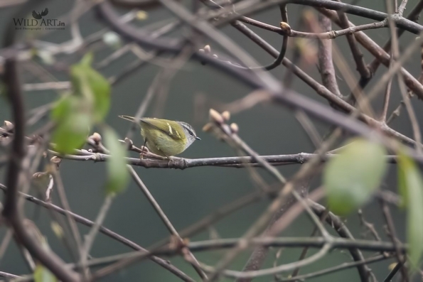 Leaf Warblers & Allies (Phylloscopidae)