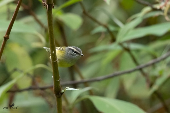 Leaf Warblers & Allies (Phylloscopidae)
