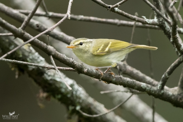 Leaf Warblers & Allies (Phylloscopidae)