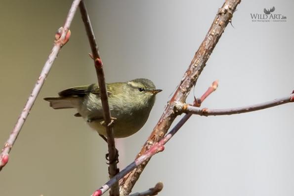 Leaf Warblers & Allies (Phylloscopidae)