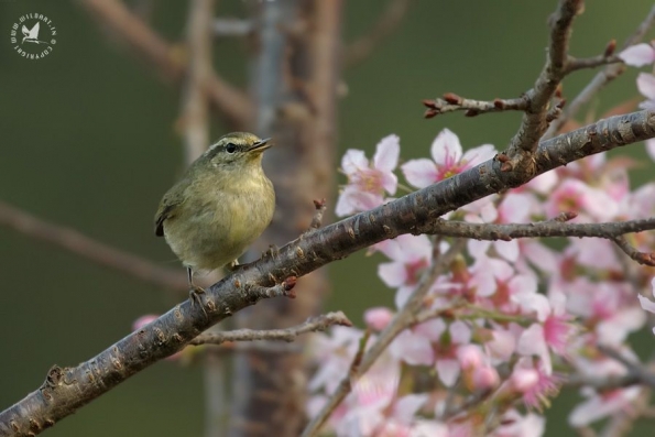 Leaf Warblers & Allies (Phylloscopidae)