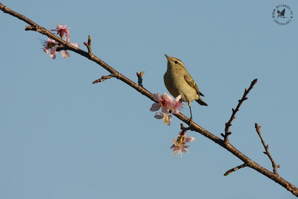 Leaf Warblers & Allies (Phylloscopidae)