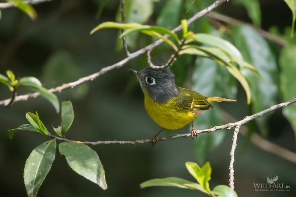 Leaf Warblers & Allies (Phylloscopidae)