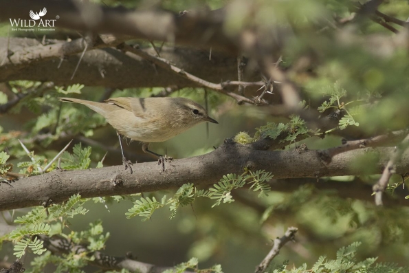 Leaf Warblers & Allies (Phylloscopidae)