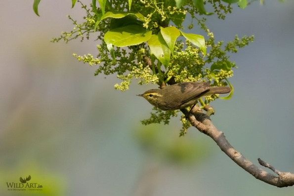 Leaf Warblers & Allies (Phylloscopidae)