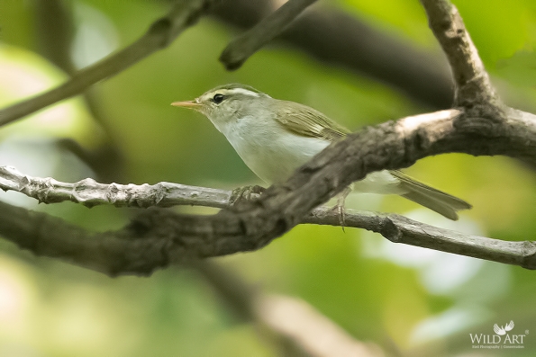 Leaf Warblers & Allies (Phylloscopidae)