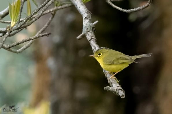 Leaf Warblers & Allies (Phylloscopidae)