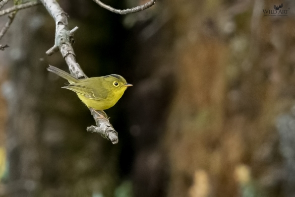Leaf Warblers & Allies (Phylloscopidae)