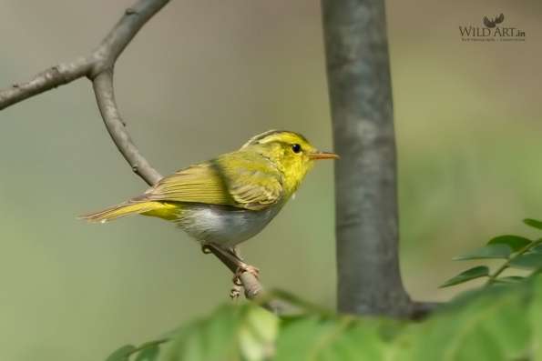 Leaf Warblers & Allies (Phylloscopidae)