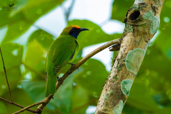 Leafbirds (Chloropseidae)