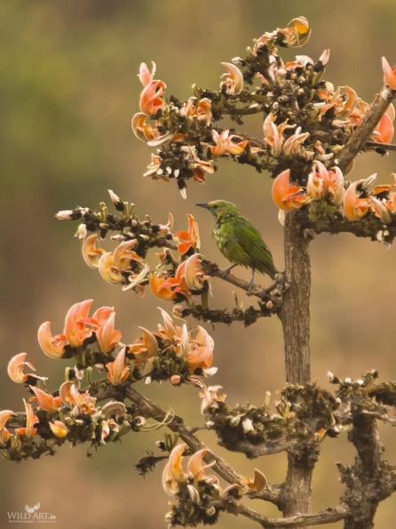 Leafbirds (Chloropseidae)