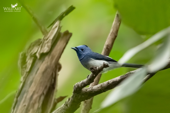Monarchs (Monarchidae)