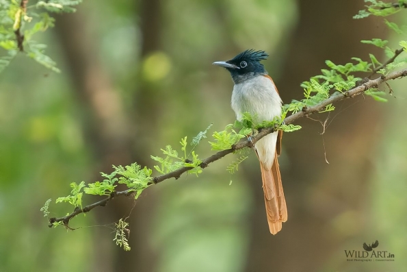 Monarchs (Monarchidae)