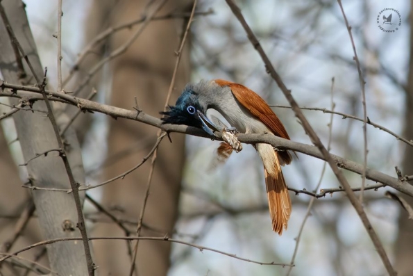Monarchs (Monarchidae)