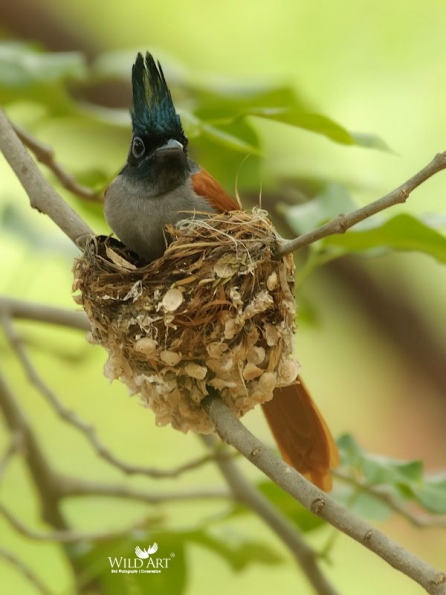 Monarchs (Monarchidae)
