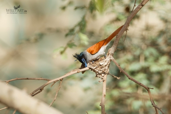 Monarchs (Monarchidae)
