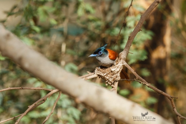Indian Paradise Flycatcher