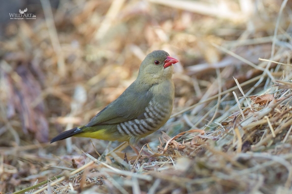 Munias & Allies (Estrildidae)