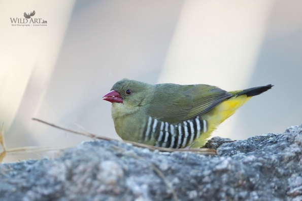 Munias & Allies (Estrildidae)