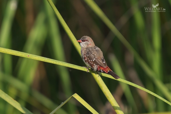Munias & Allies (Estrildidae)