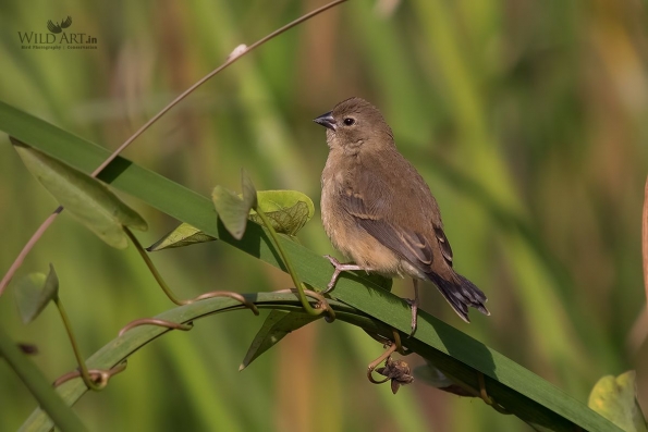 Munias & Allies (Estrildidae)