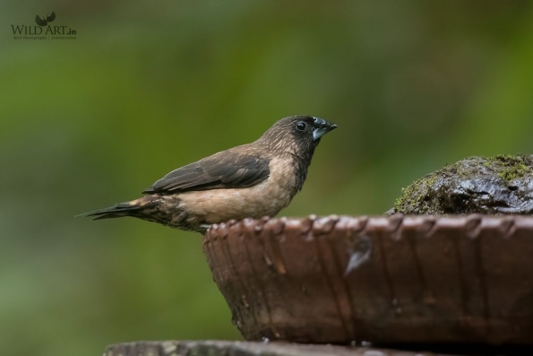 Munias & Allies (Estrildidae)