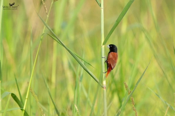 Munias & Allies (Estrildidae)