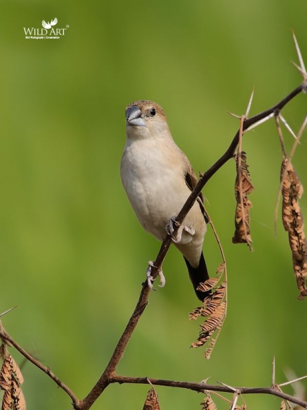Munias & Allies (Estrildidae)